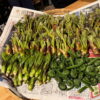 金沢の人気居酒屋で山菜スペシャル！