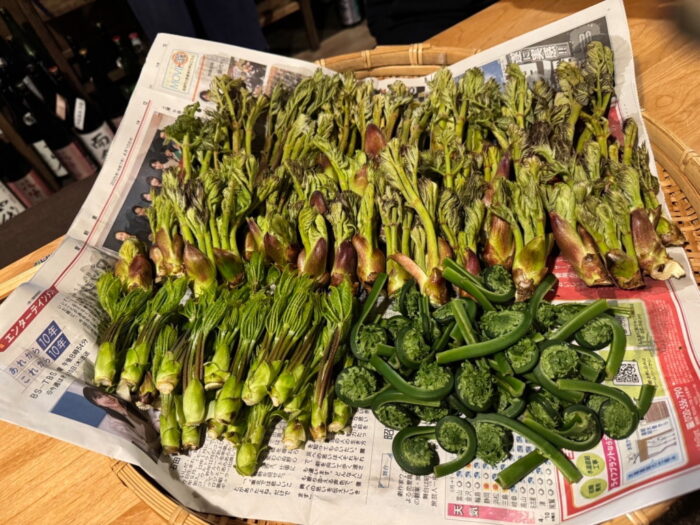 金沢の人気居酒屋で山菜スペシャル！